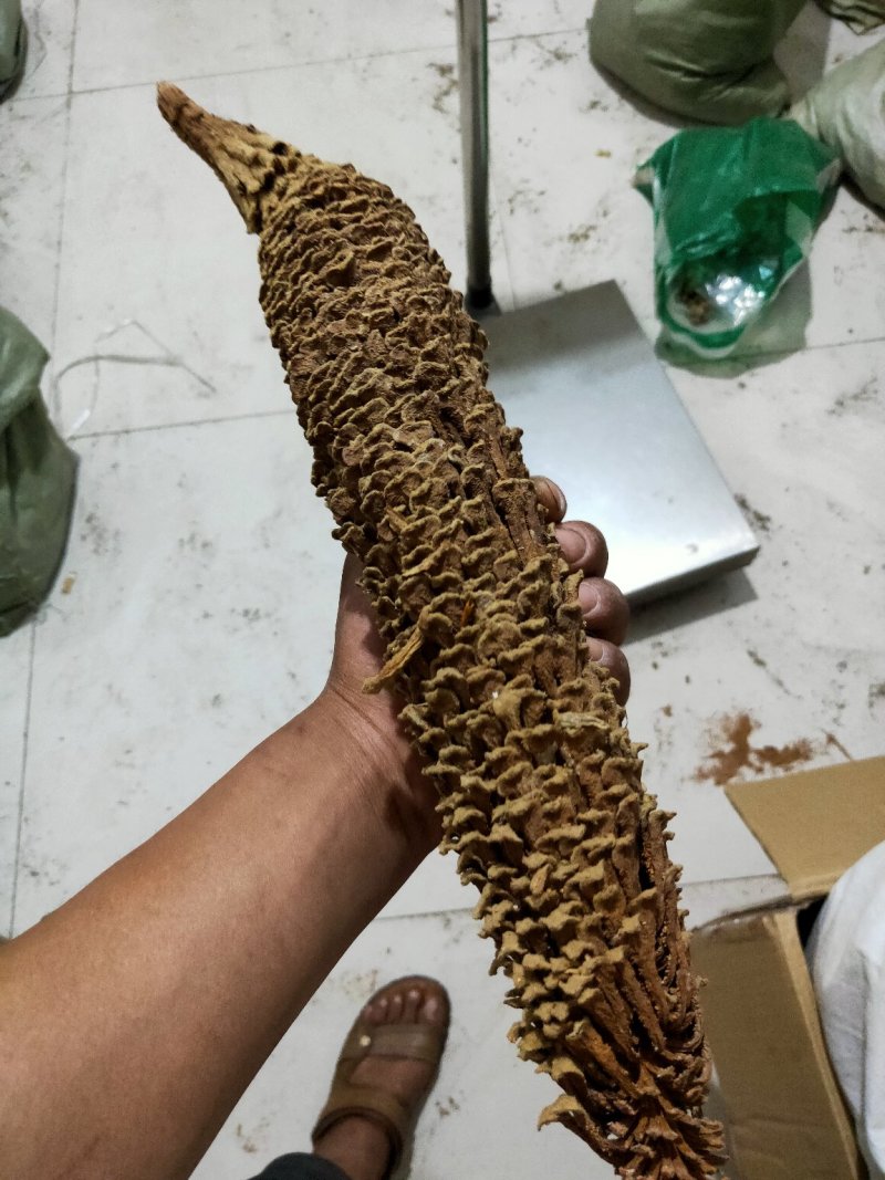铁树花铁树叶冷背药材需要请下单冷背药材