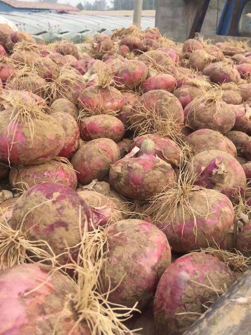 洋葱大量上市