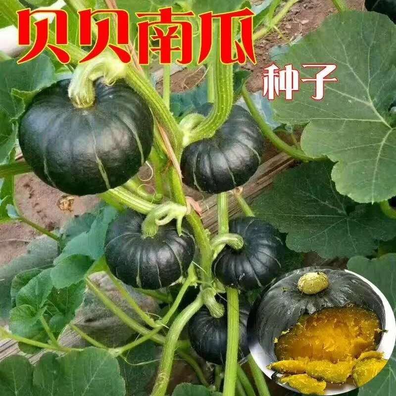 全国代收各种南瓜，口感好，质量保证，诚信第一，