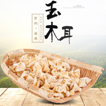 大量批发东北精品玉木耳，洁白如玉，