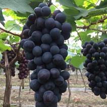 宁波夏黑自生产新鲜无籽夏黑葡萄,几十亩地，新鲜采摘