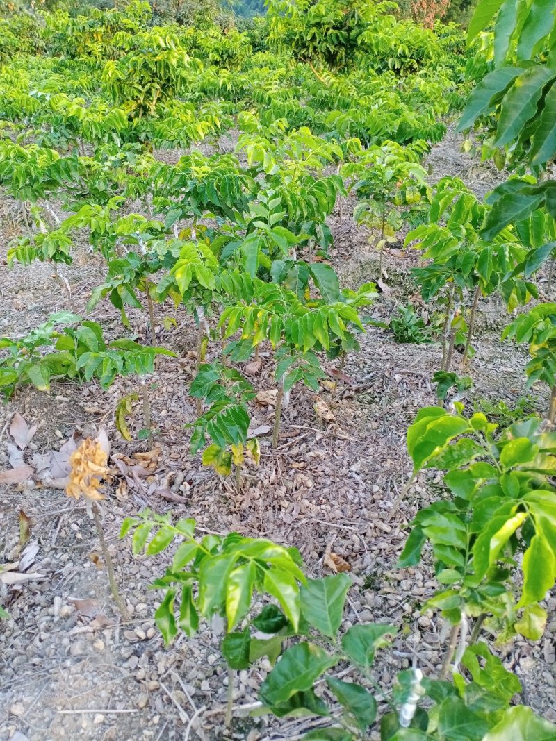黑黄皮果苗