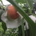 可以撕皮的龙泉驿水蜜桃又来了，5月10号上市