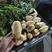 精品荷兰土豆，黄皮黄心，产地直发大量供应支持线上交易