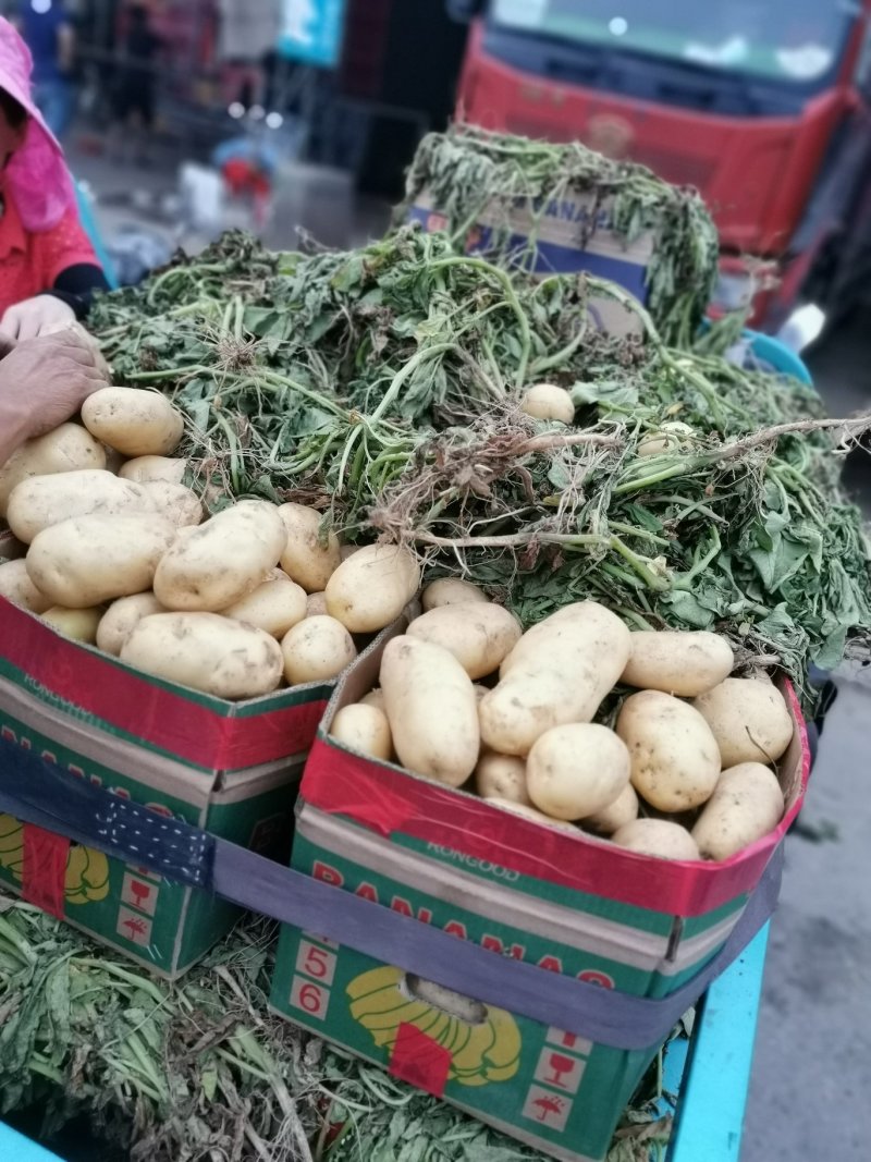 精品荷兰土豆，黄皮黄心，产地直发大量供应支持线上交易