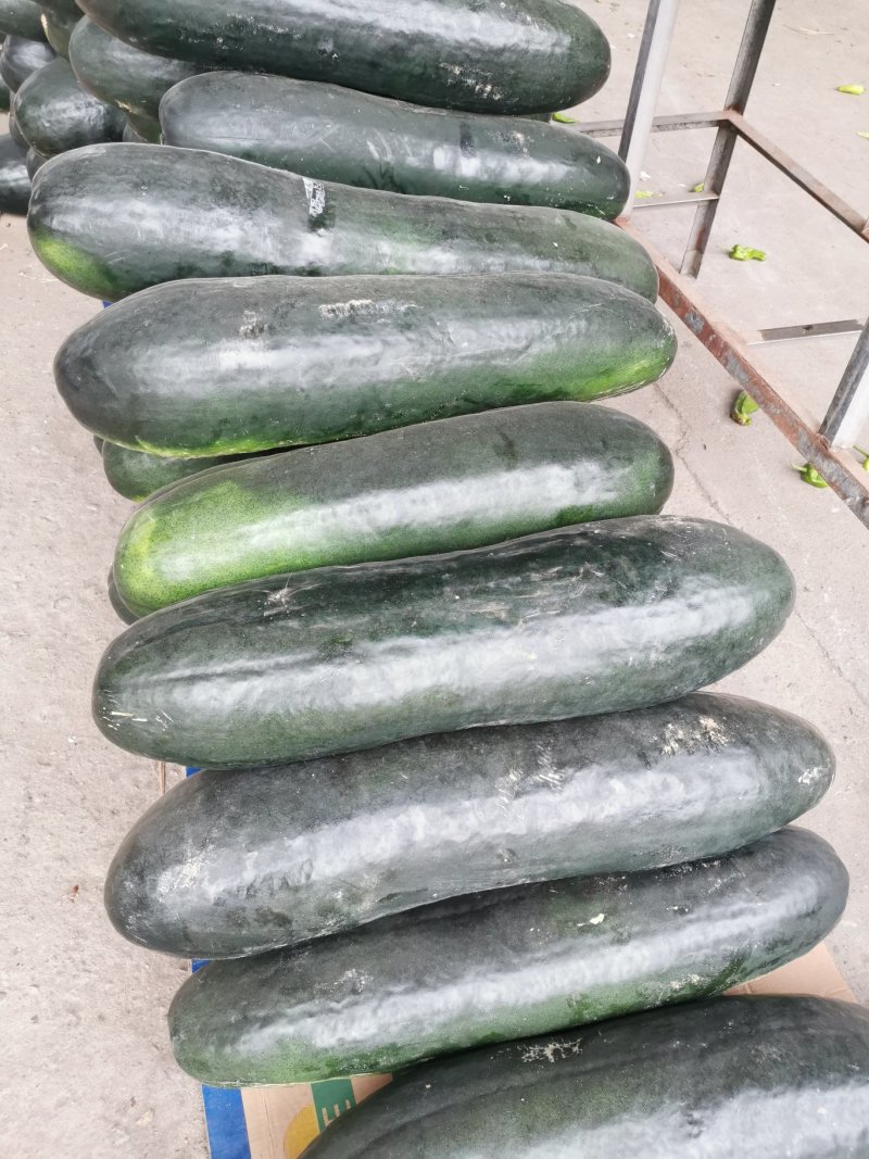 精品冬瓜，产地直发大量供应支持线上交易保证质量