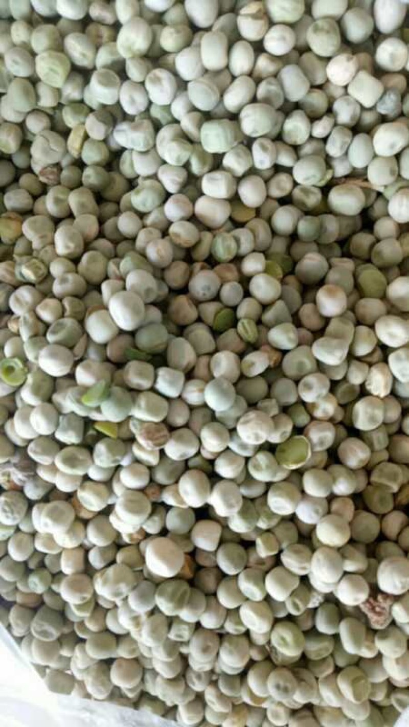 中豌九号干豌豆籽，大量货源！15以内水份！