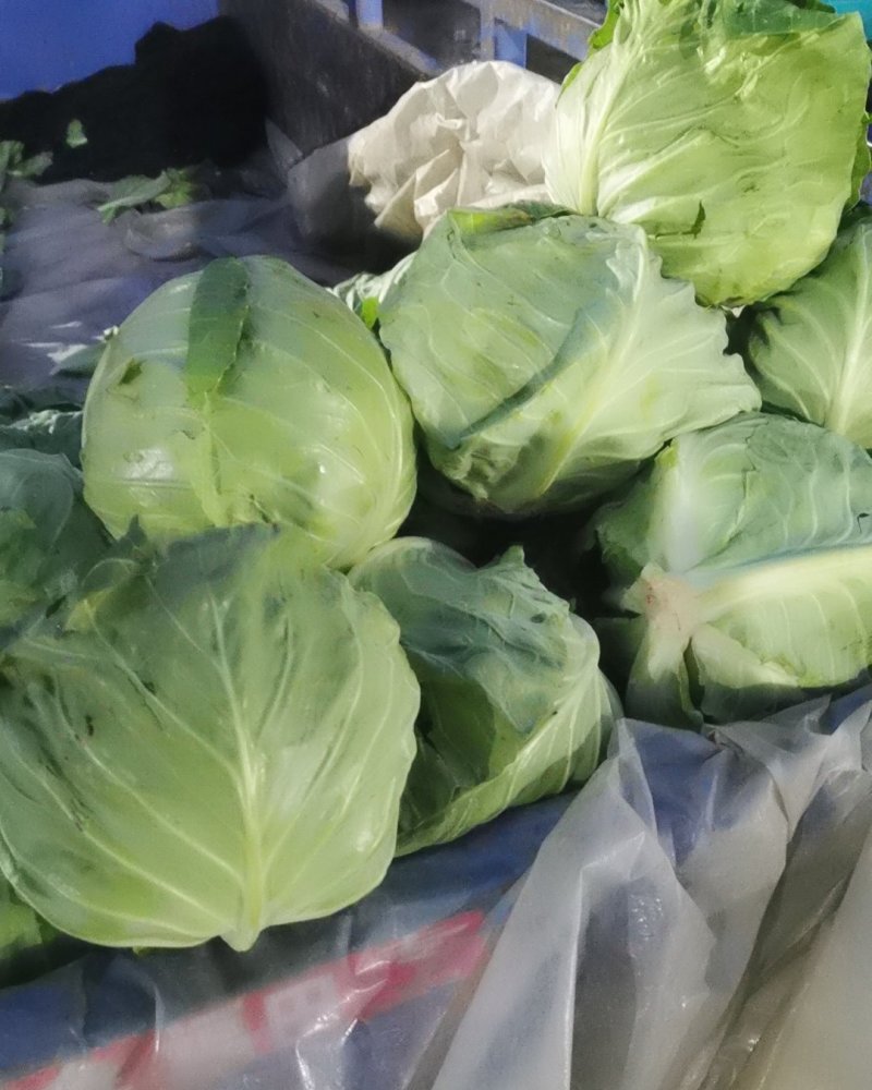 精品卷心菜、诚信代收，以诚为本保证质量产地直发大量供