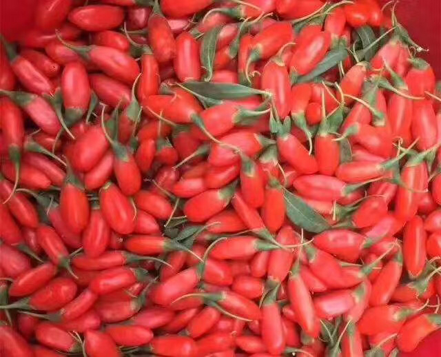 新鲜枸杞果实,红色饱满,排列整齐 枸杞实物图