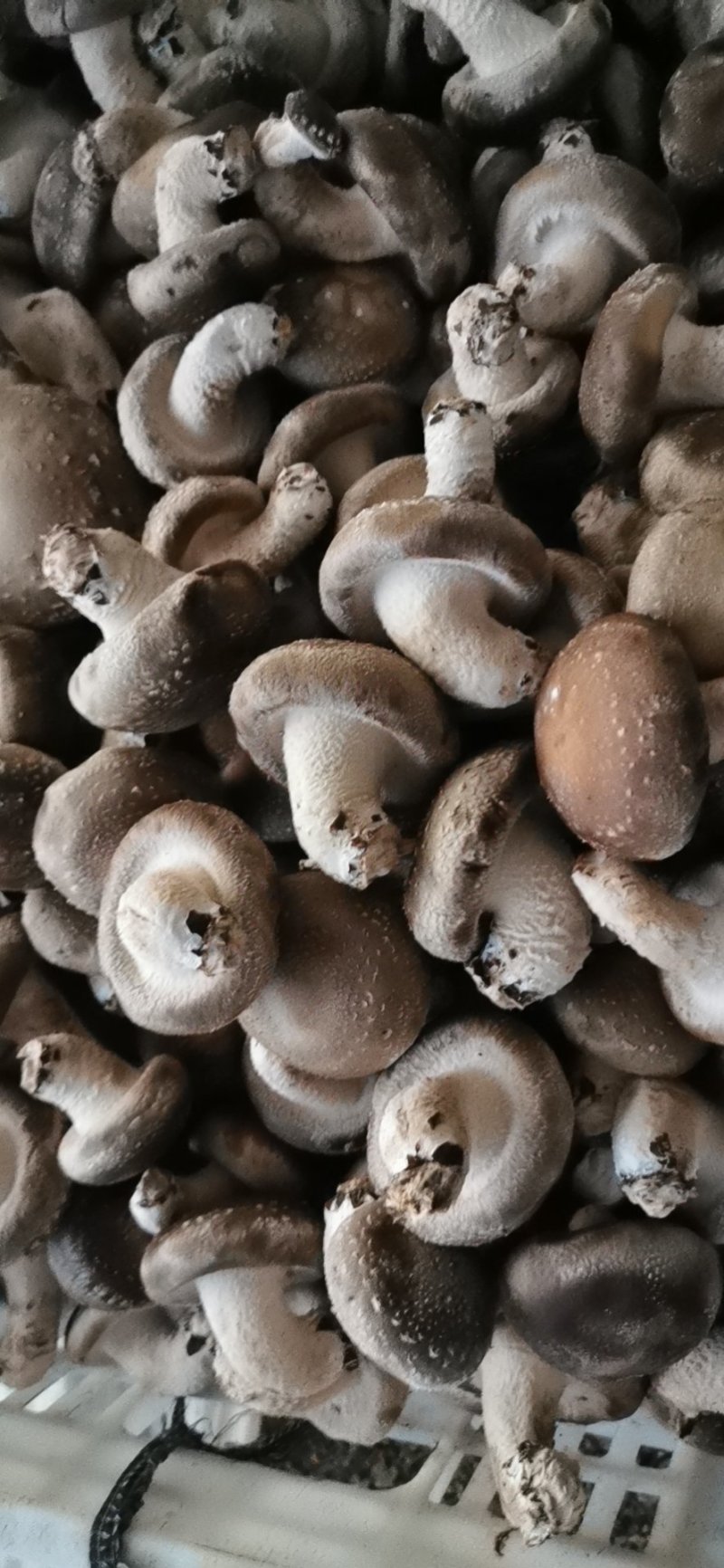 香菇