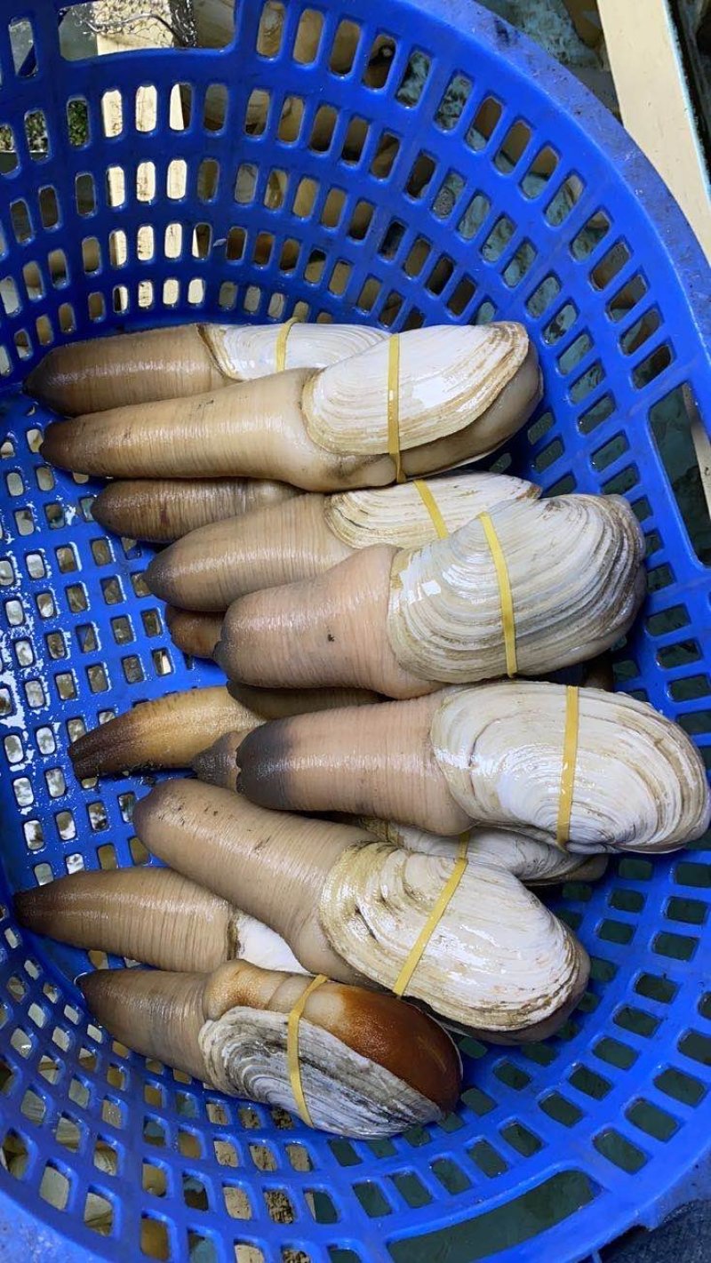 靓货，各规格进口蚌，加州，加拿大，美国蚌，现货批发。