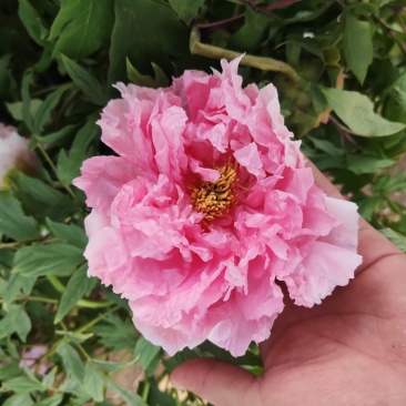 正宗洛阳牡丹花苗种苗大苗