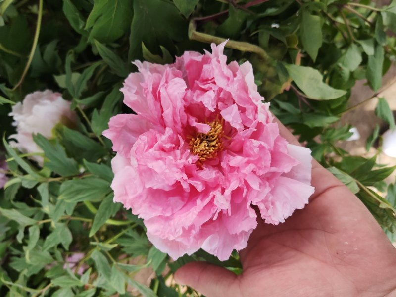 正宗洛阳牡丹花苗种苗大苗