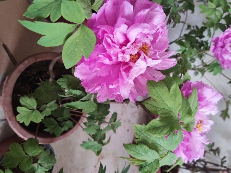 正宗洛阳牡丹花苗种苗大苗