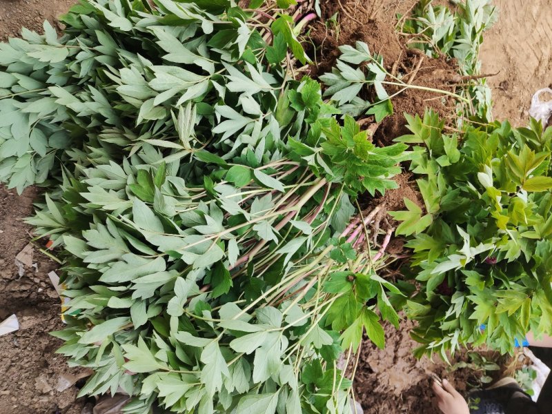 正宗洛阳牡丹花苗种苗大苗