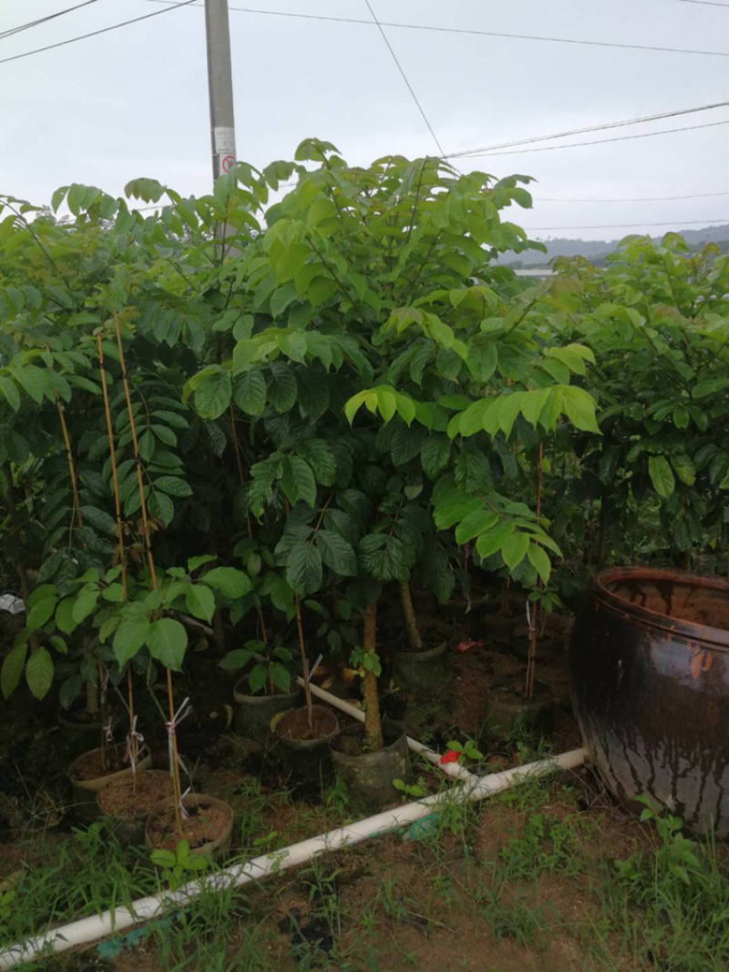 火焰木1-2米，1-28公分，规格齐全，质量杠杠滴，。，