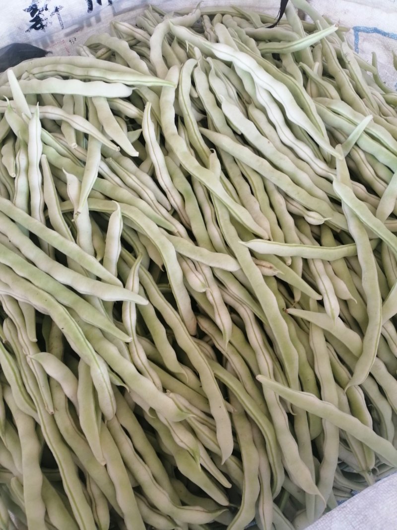 白条豆角大量上市
