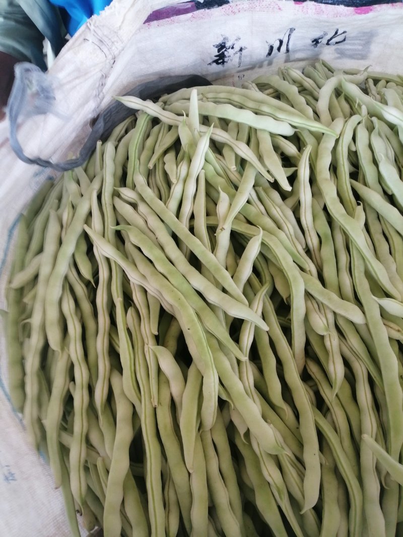 白条豆角大量上市