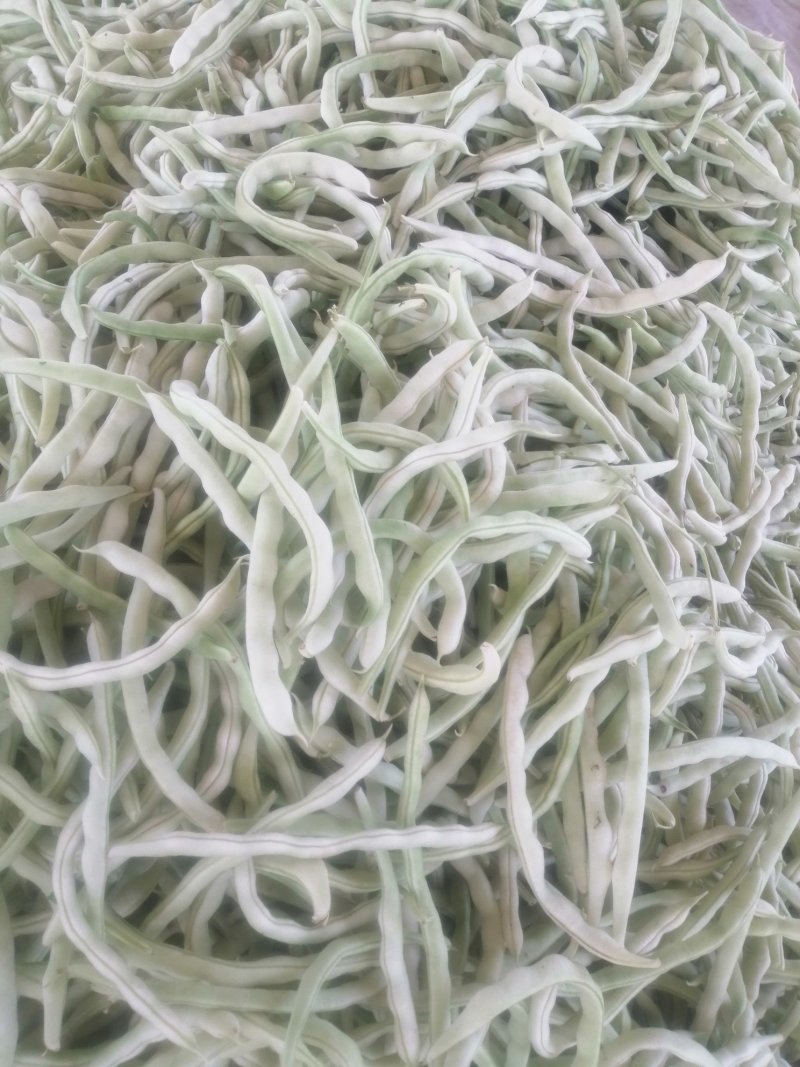 白条豆角大量上市