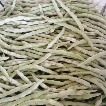 白条豆角大量上市