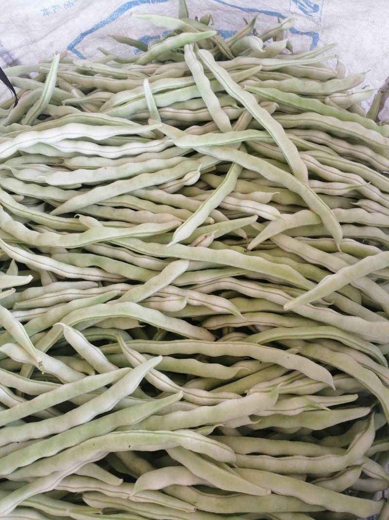 白条豆角大量上市