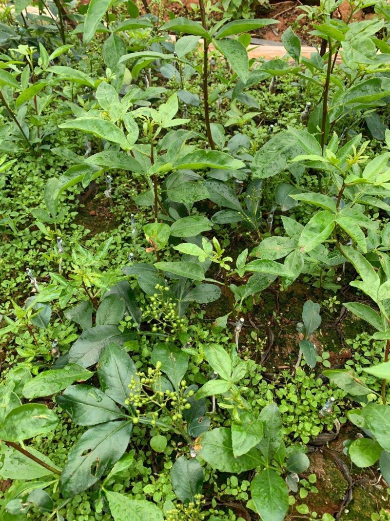 无刺花椒苗滕椒苗大红袍嫁接苗青花椒嫁接苗