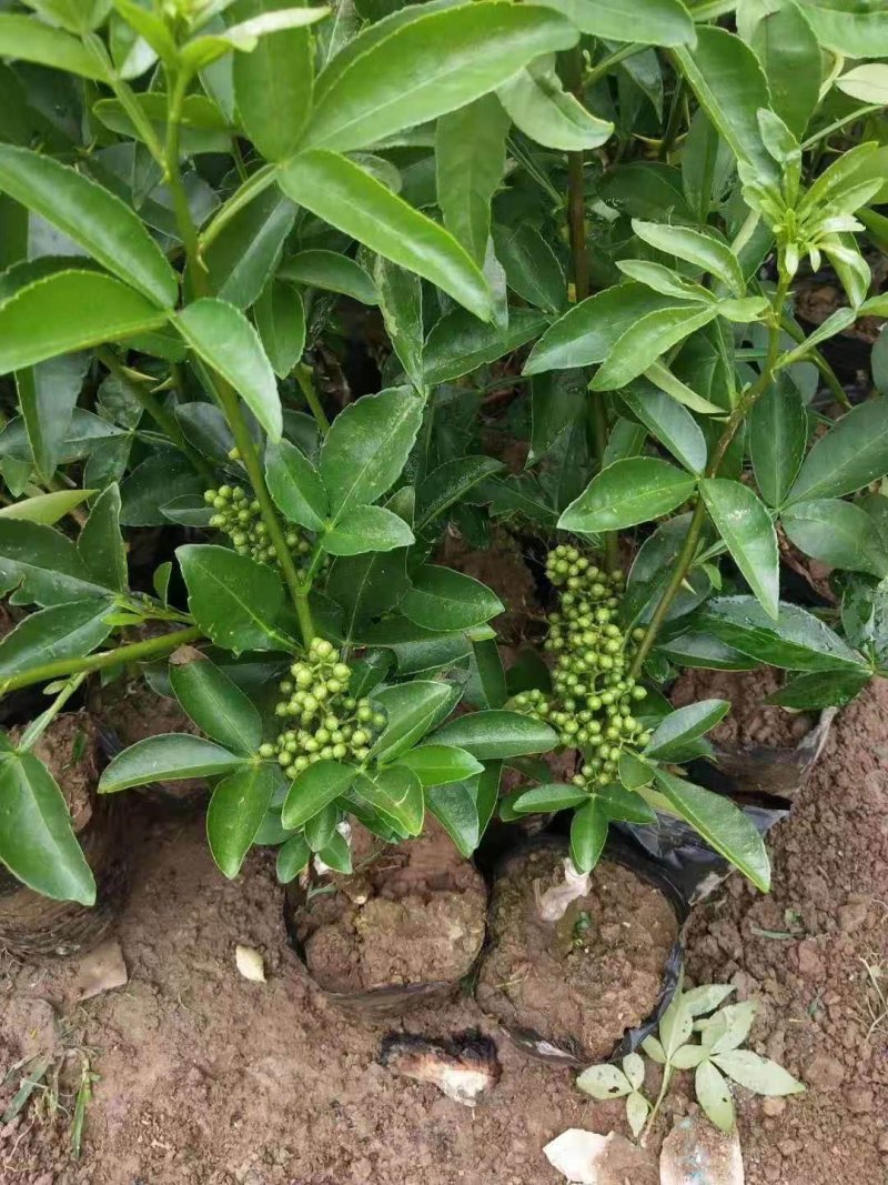 无刺花椒苗滕椒苗大红袍嫁接苗青花椒嫁接苗