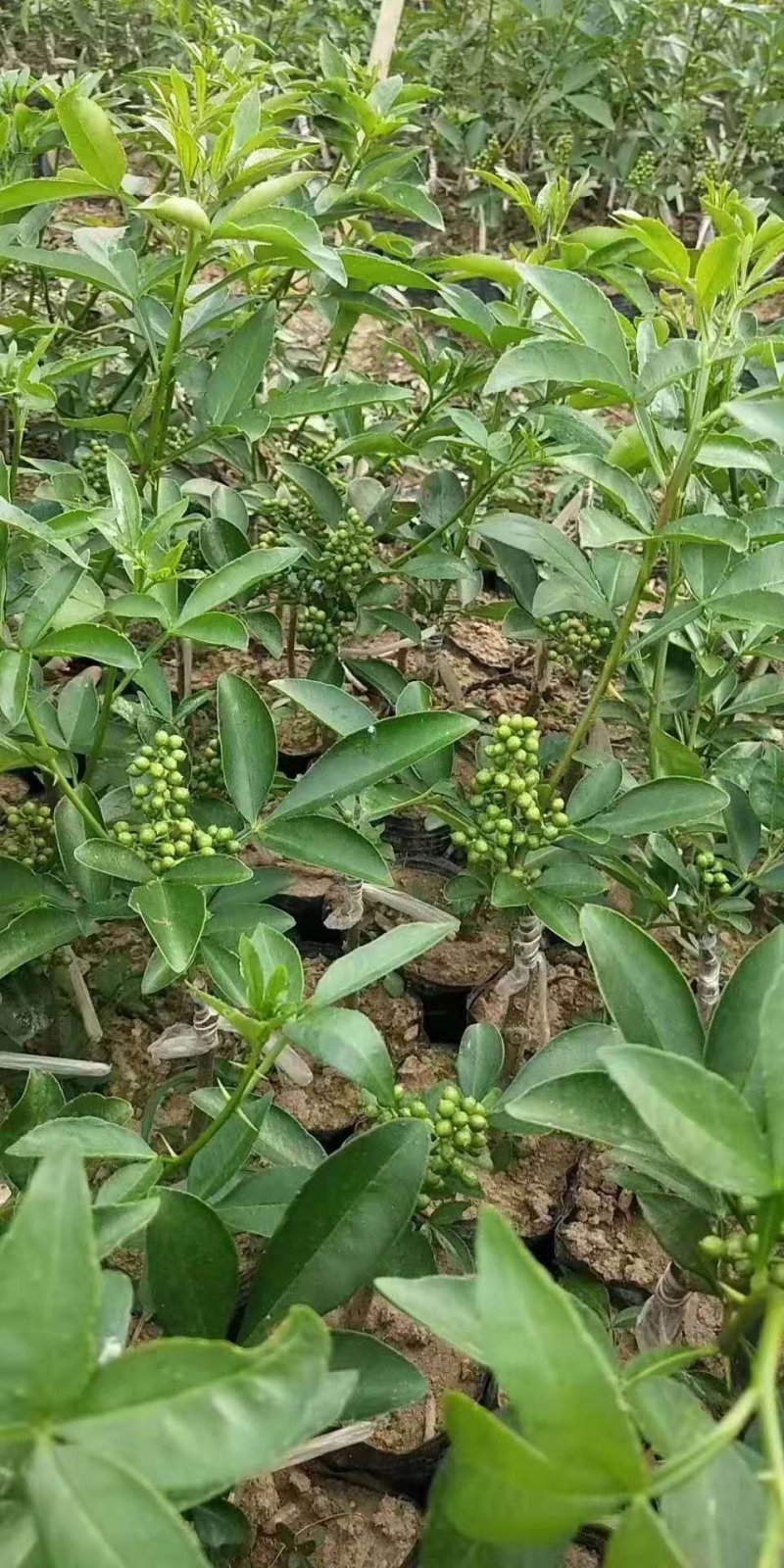 无刺花椒苗滕椒苗大红袍嫁接苗青花椒嫁接苗