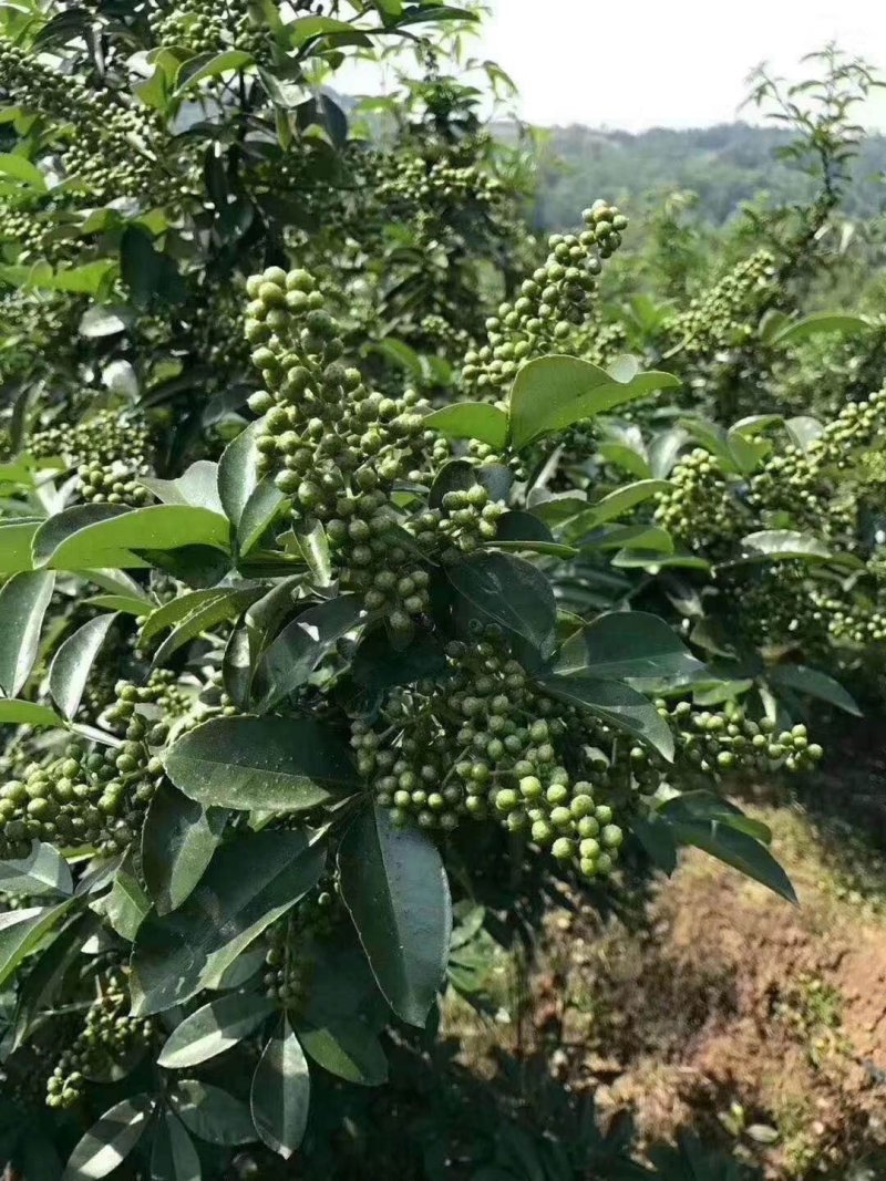无刺花椒苗滕椒苗大红袍嫁接苗青花椒嫁接苗