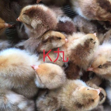 K九鸡苗，长年供应，包成活，包运输，包防疫，欢迎合作。