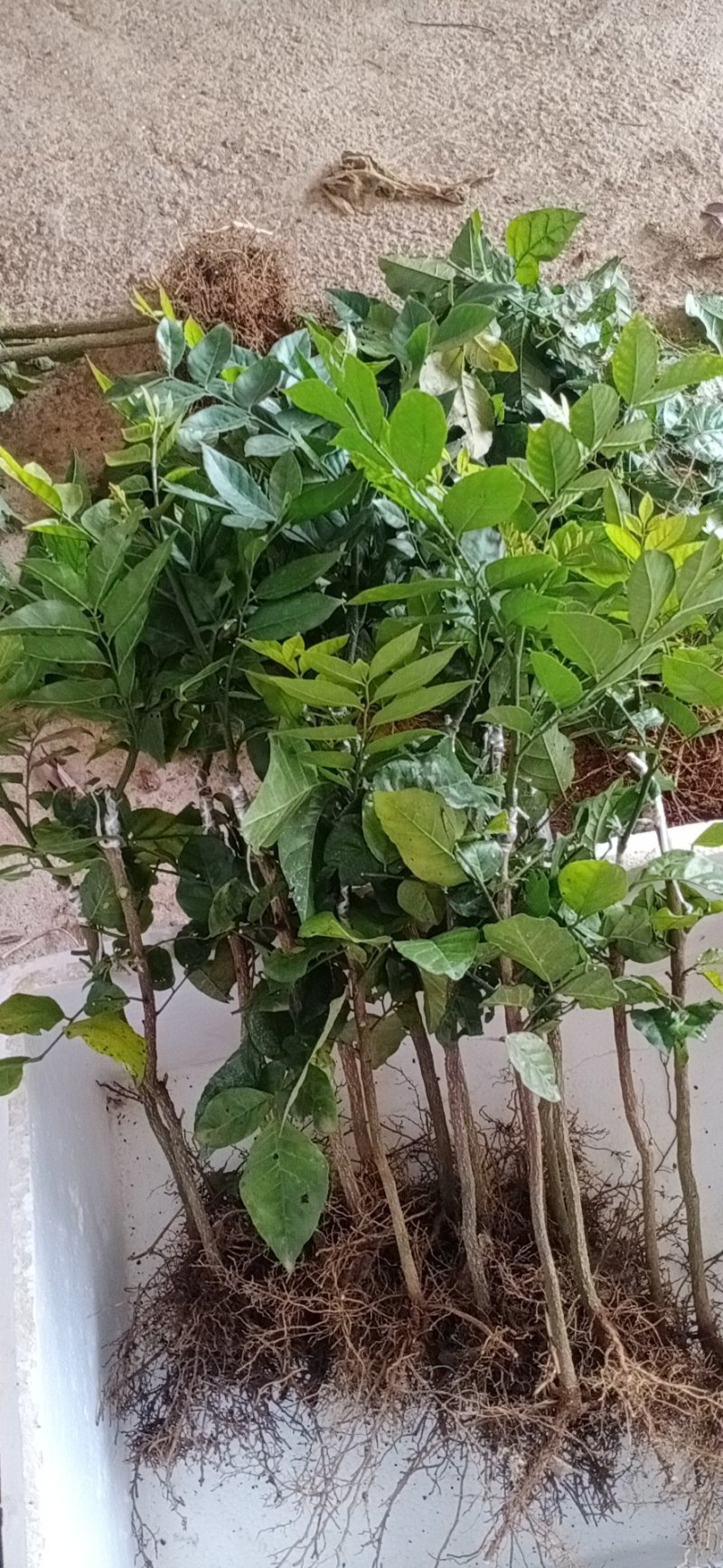 有大量珍稀品种紫肉黄皮苗、芽条出售。欢迎定购