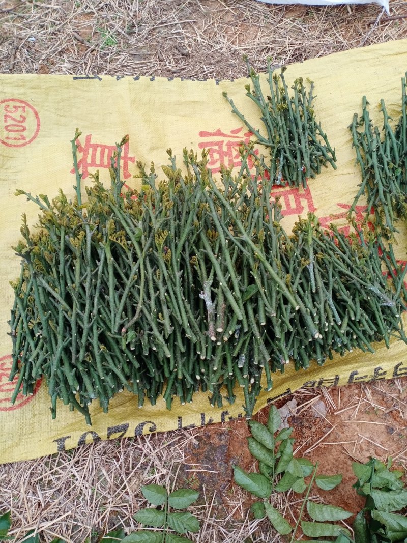 有大量珍稀品种紫肉黄皮苗、芽条出售。欢迎定购