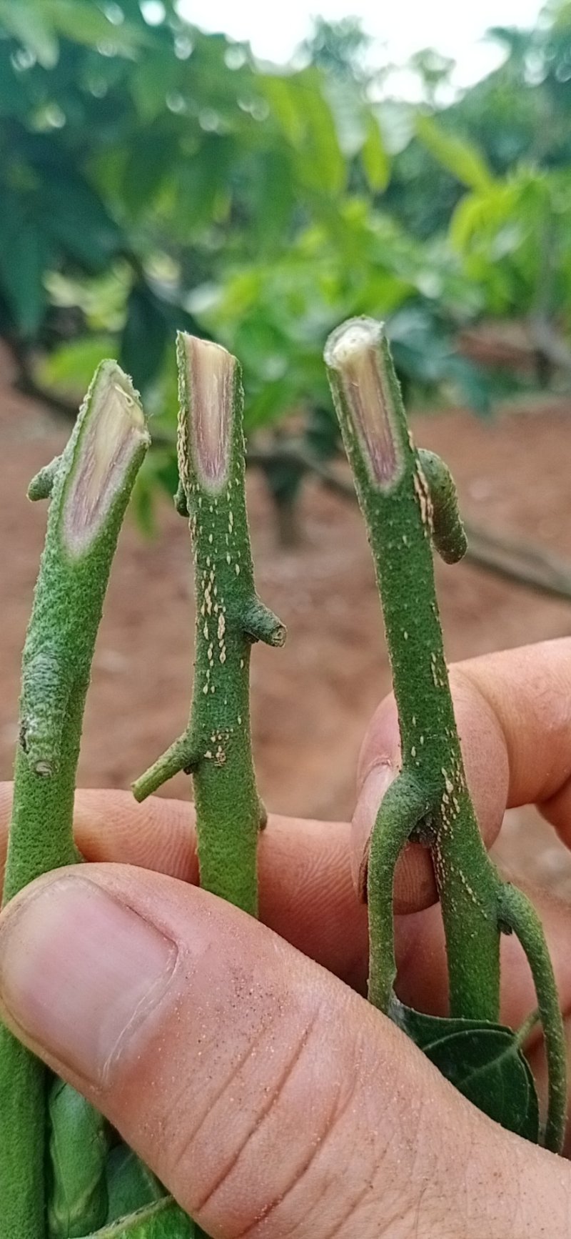 有大量珍稀品种紫肉黄皮苗、芽条出售。欢迎定购