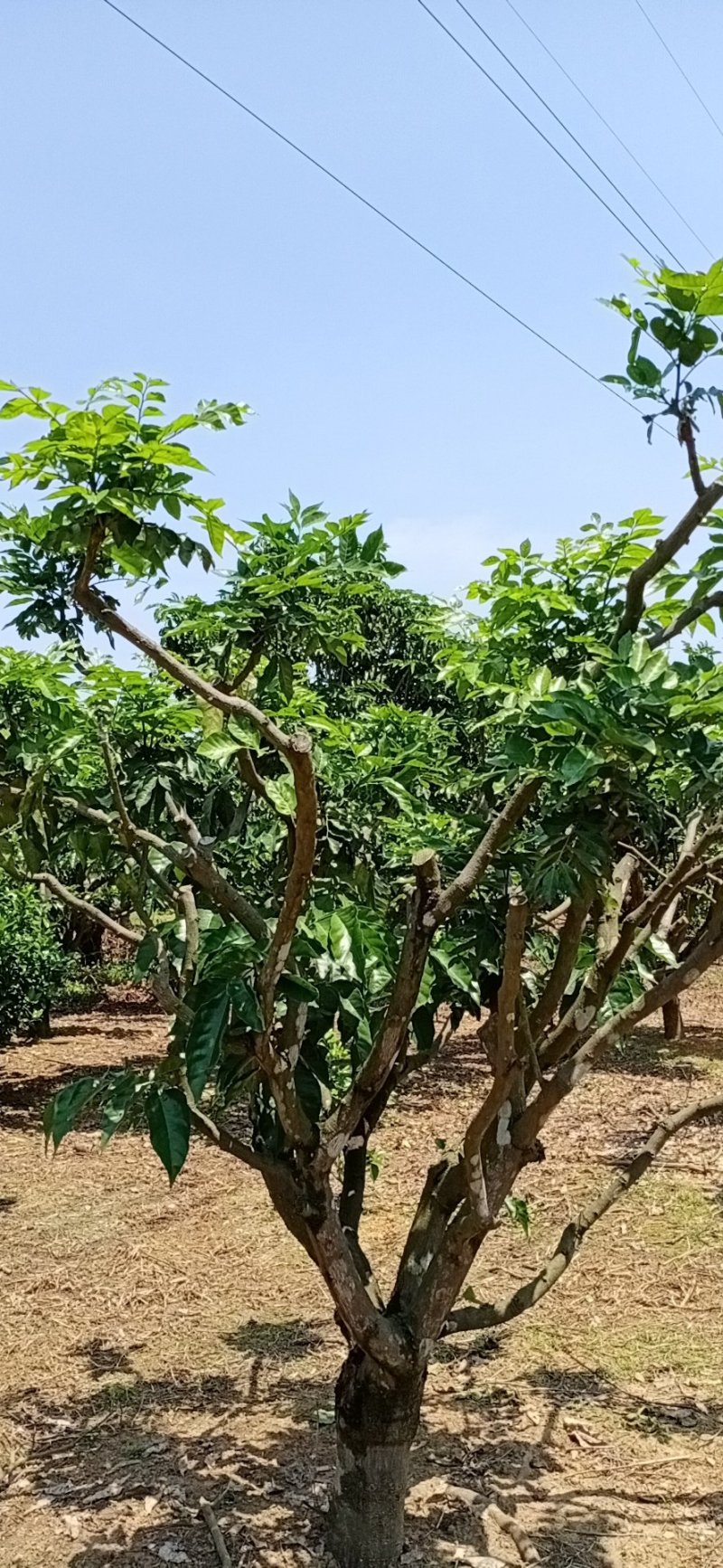 有大量珍稀品种紫肉黄皮苗、芽条出售。欢迎定购