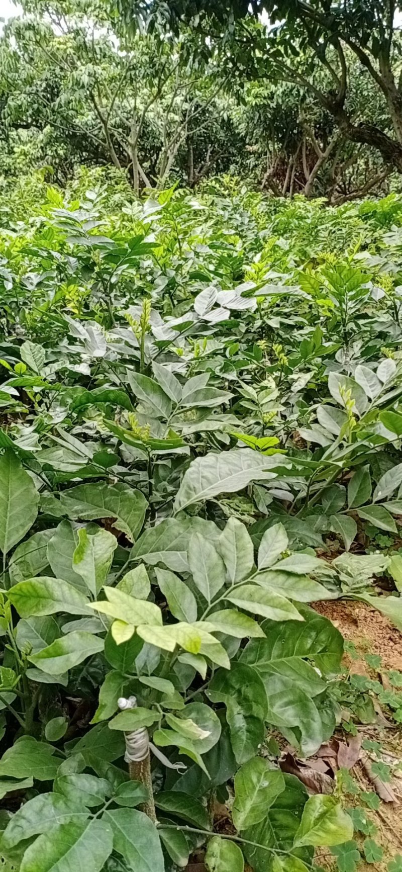 有大量珍稀品种紫肉黄皮苗、芽条出售。欢迎定购