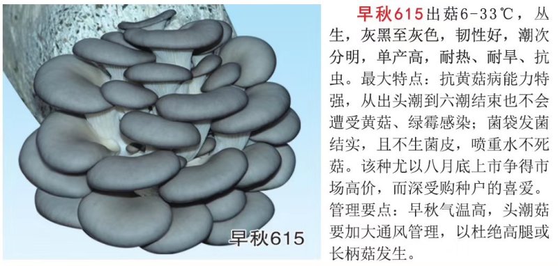 包邮平菇颗粒试管种平菇颗粒母种试管