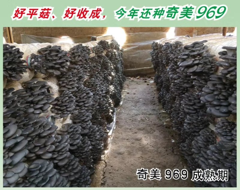 包邮平菇颗粒试管种平菇颗粒母种试管