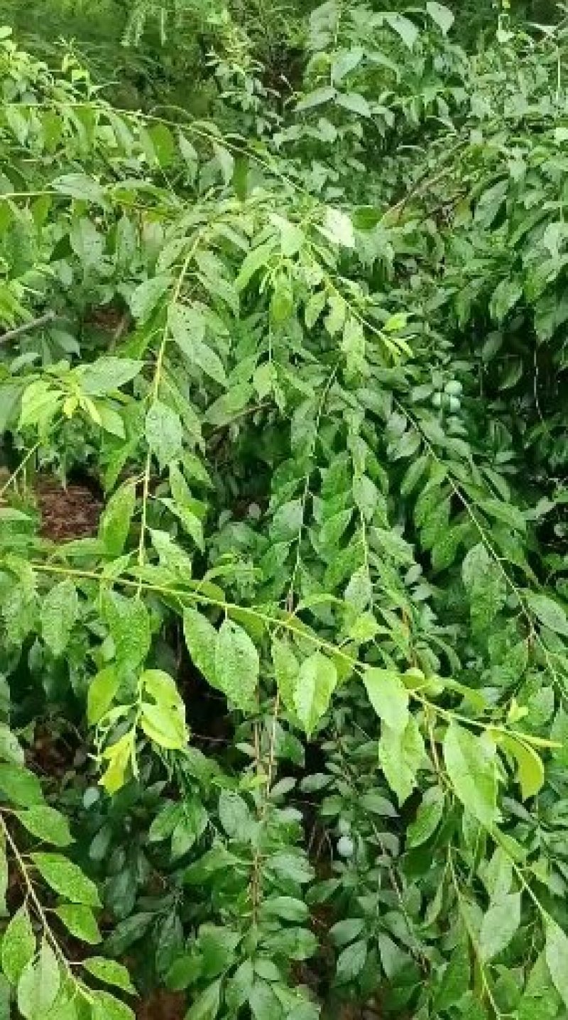 汕头高山双华李，可视频看货，产地直接提供支持线上保障交易