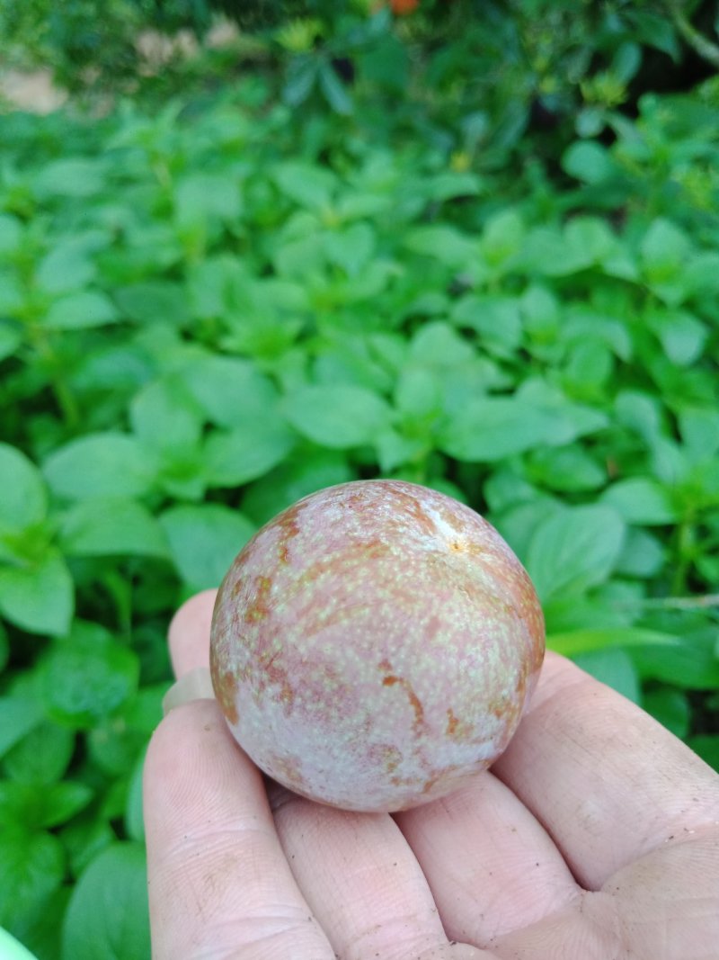 汕头高山双华李，可视频看货，产地直接提供支持线上保障交易