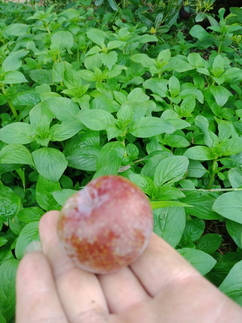 汕头高山双华李，可视频看货，产地直接提供支持线上保障交易