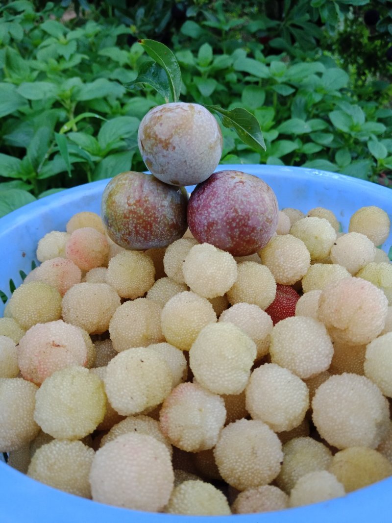 汕头高山双华李，可视频看货，产地直接提供支持线上保障交易