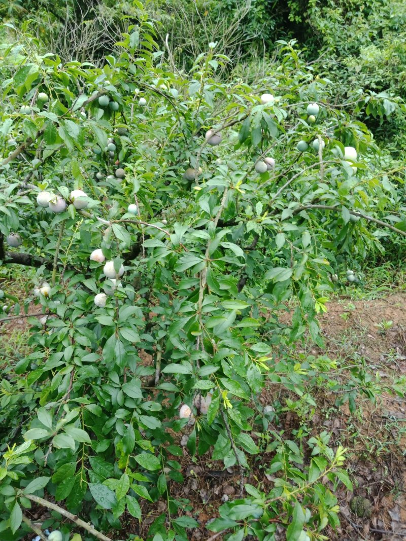 汕头高山双华李，可视频看货，产地直接提供支持线上保障交易