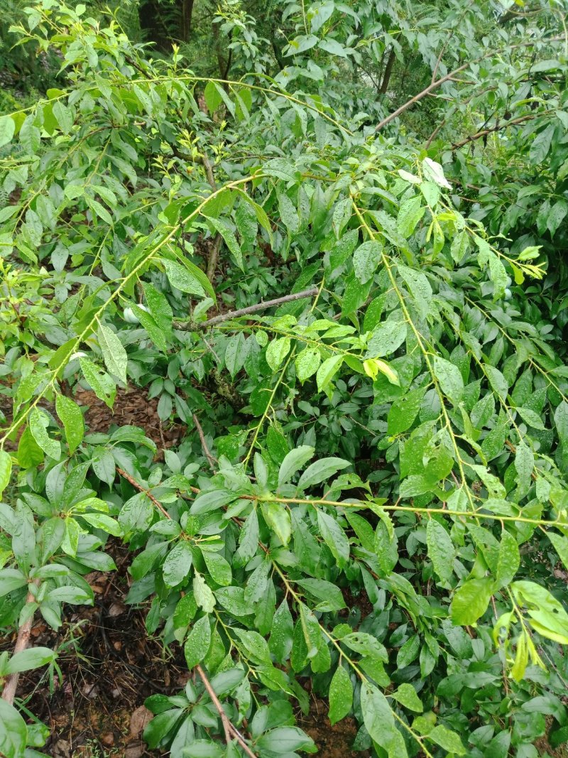 汕头高山双华李，可视频看货，产地直接提供支持线上保障交易