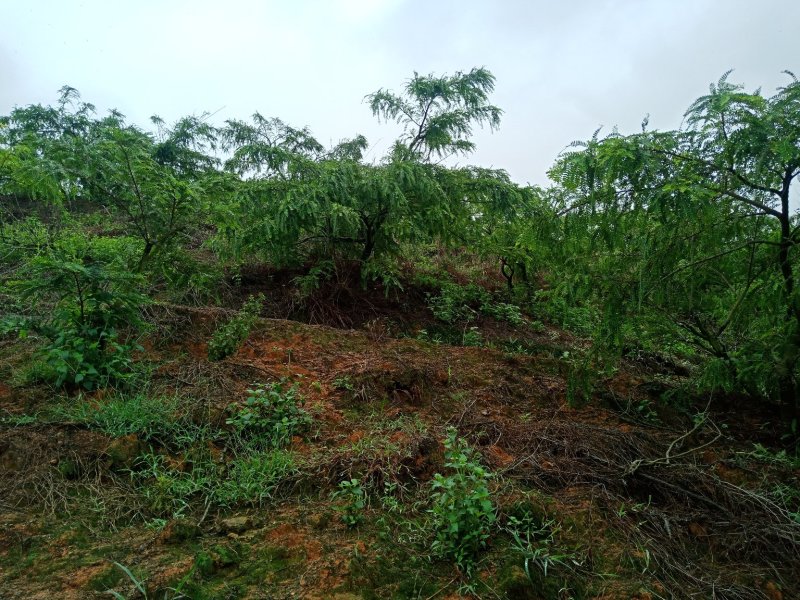 汕头高山双华李，可视频看货，产地直接提供支持线上保障交易