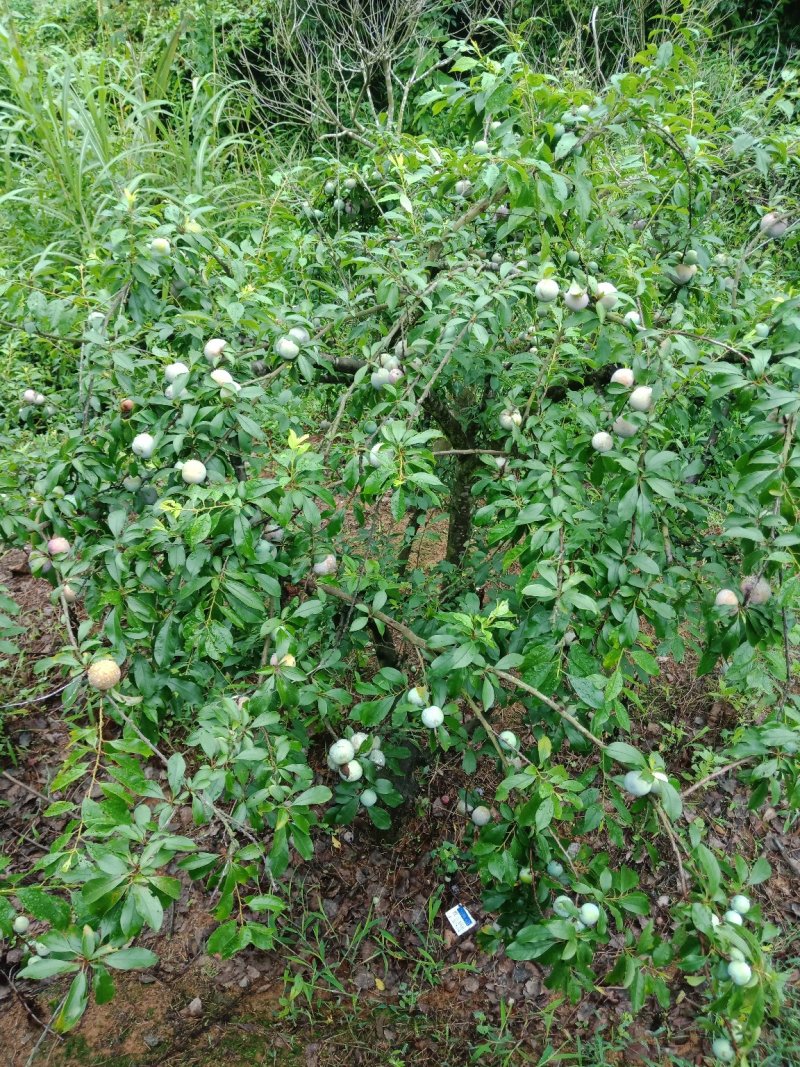 汕头高山双华李，可视频看货，产地直接提供支持线上保障交易