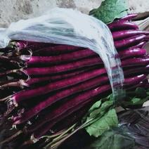 紫红长线茄