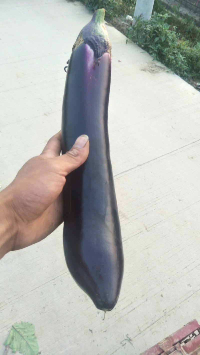 岱岳区茄子🍆，大量上市了，量大，