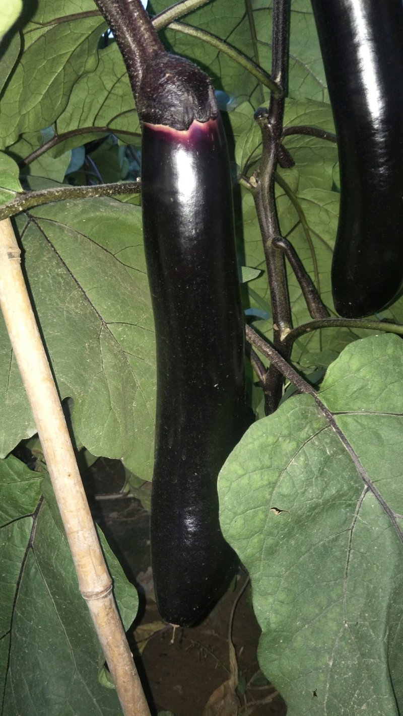 岱岳区茄子🍆，大量上市了，量大，