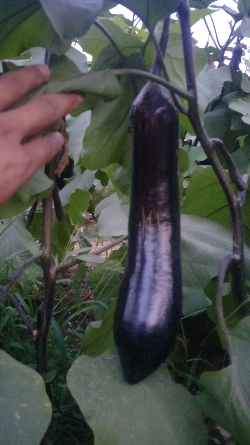 岱岳区茄子🍆，大量上市了，量大，