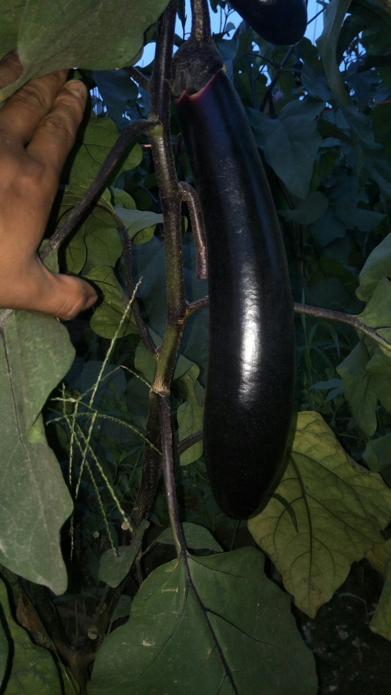 岱岳区茄子🍆，大量上市了，量大，